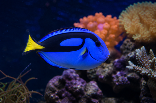 Aquarien