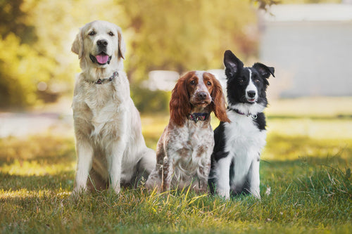 Hundehäuser