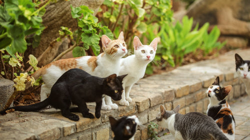 Katzengehege