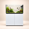 P120 Salzwasseraquarium 534 Liter Raumteiler - Neptunian Cube